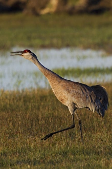 <b class=qtipBold><figcaption>Sandhill Crane Calling</figcaption></b><br><em>© Ken Archer / DanitaDelimont.com</em> Sandhill Crane Calling