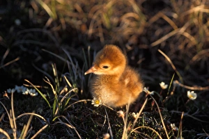 sandhill crane chick, Grus canadensis, chick in the 1002 area of the Arctic National sandhill crane chick, Grus canadensis, chick in the 1002 area of the Arctic National