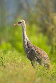 Sandhill crane chick resting in grass, Grus canadensis, Viera wetlands, Florida Sandhill crane chick resting in grass, Grus canadensis, Viera wetlands, Florida