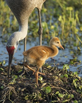 Sandhill crane with both colt on nest, Grus canadensis, Florida, wild Sandhill crane with both colt on nest, Grus canadensis, Florida, wild
