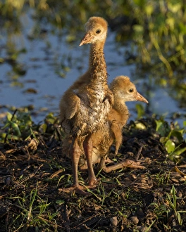 Sandhill crane colts on nest, Grus canadensis, Florida, wild Sandhill crane colts on nest, Grus canadensis, Florida, wild