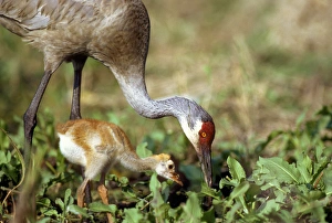 Sandhill crane with days old chick. Grus canadensis, Myakka River State Park, FL (wild) Sandhill crane with days old chick. Grus canadensis, Myakka River State Park, FL (wild)