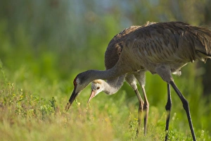 Sandhill crane feeding chick, Grus canadensis, Viera wetlands, Florida Sandhill crane feeding chick, Grus canadensis, Viera wetlands, Florida