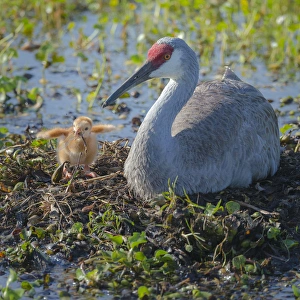 Sandhill crane feeding first colt a dragonfly, Grus canadensis, Florida, wild, sequence Sandhill crane feeding first colt a dragonfly, Grus canadensis, Florida, wild, sequence