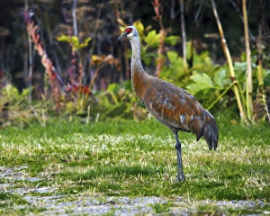 Sandhill Crane feeding behind Wasabi Restaurant; Homer; Alaska; USA Sandhill Crane feeding behind Wasabi Restaurant; Homer; Alaska; USA
