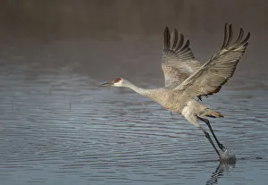 Sandhill crane in flight, grus canadensis, Bosque del Apache National Wildlife Refuge Sandhill crane in flight, grus canadensis, Bosque del Apache National Wildlife Refuge