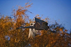 Sandhill Crane in flight, Grus canadensis, Bosque Del Apache National Wildlife Refuge Sandhill Crane in flight, Grus canadensis, Bosque Del Apache National Wildlife Refuge