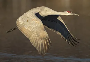 Sandhill crane flying, Grus canadensis, Bosque del Apache National Wildlife Refuge Sandhill crane flying, Grus canadensis, Bosque del Apache National Wildlife Refuge