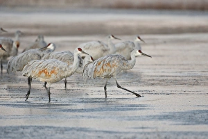Sandhill Crane (Grus canadensis) at roost , New Mexico Sandhill Crane (Grus canadensis) at roost , New Mexico