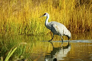 Images Dated 8th November 2013: Sandhill crane, Grus canadensis, stalking in marsh