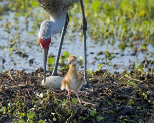 Sandhill crane inspecting second egg, Grus canadensis, Florida, wild Sandhill crane inspecting second egg, Grus canadensis, Florida, wild