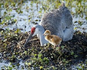 Sandhill crane on nest with 2 day old colt, waiting on second egg to hatch, Grus canadensis Sandhill crane on nest with 2 day old colt, waiting on second egg to hatch, Grus canadensis