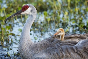 Sandhill crane on nest with baby on back, Grus canadensis, Florida, wild Sandhill crane on nest with baby on back, Grus canadensis, Florida, wild