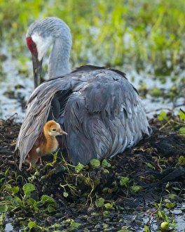 Sandhill crane on nest with colt under wing, Grus canadensis, Florida, wild Sandhill crane on nest with colt under wing, Grus canadensis, Florida, wild