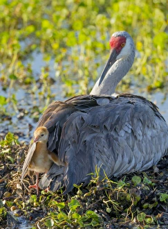Sandhill crane on nest with one day old colt peaking out of feathers, Grus canadensis Sandhill crane on nest with one day old colt peaking out of feathers, Grus canadensis