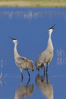 <b class=qtipBold><figcaption>Sandhill Cranes Calling</figcaption></b><br>Sandhill Cranes calling<br><em>© Ken Archer / DanitaDelimont.com</em> Sandhill Cranes Calling