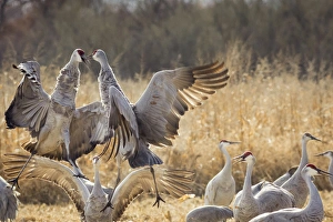 Sandhill Cranes in the corn fields, Grus canadensis, Bosque del Apache NWR Sandhill Cranes in the corn fields, Grus canadensis, Bosque del Apache NWR