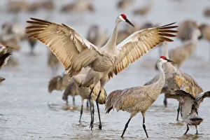 Sandhill cranes dancing on the Platte River near Kearney, Nebraska, USA Sandhill cranes dancing on the Platte River near Kearney, Nebraska, USA