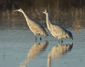 Sandhill cranes at dawn, Grus canadensis, Bosque del Apache National Wildlife Refuge Sandhill cranes at dawn, Grus canadensis, Bosque del Apache National Wildlife Refuge
