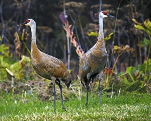 Sandhill Cranes feeding behind Wasabi Restaurant; Homer; Alaska; USA Sandhill Cranes feeding behind Wasabi Restaurant; Homer; Alaska; USA