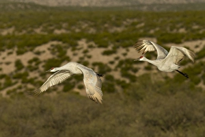 Sandhill cranes in flight, Bosque del Apache NWR, New Mexico Sandhill cranes in flight, Bosque del Apache NWR, New Mexico