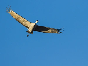 Images Dated 21st November 2014: Sandhill Cranes in flight, Grus canadensis, Bosque del Apache NWR, NM