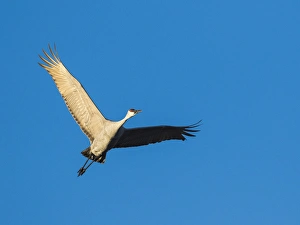 Sandhill Cranes in flight, Grus canadensis, Bosque del Apache NWR, NM Sandhill Cranes in flight, Grus canadensis, Bosque del Apache NWR, NM