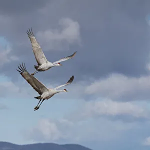Sandhill cranes in flight, Grus canadensis, Bosque del Apache National Wildlife Refuge Sandhill cranes in flight, Grus canadensis, Bosque del Apache National Wildlife Refuge