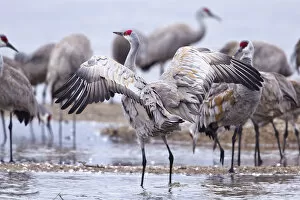Images Dated 28th March 2011: Sandhill cranes (Grus Canadensis) on the Platte River during spring migration near Kearney