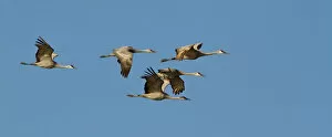 Images Dated 17th March 2012: Sandhill cranes (Grus canadensis) flying at dusk, Platte river, Nebraska