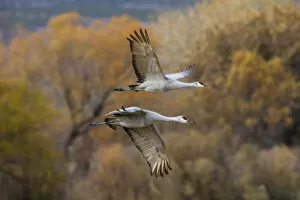 Images Dated 21st November 2014: Sandhill Cranes (Grus canadensis) pair in flight
