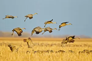 Sandhill cranes land in corn fields before heading to the Platte River in evening near Kearney