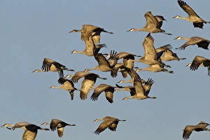Sandhill cranes leave corn fields before heading to the Platte River in evening near Kearney Sandhill cranes leave corn fields before heading to the Platte River in evening near Kearney