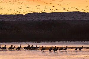 Sandhill cranes and other waterfowl before dawn from the flight deck, Bosque del Apache NWR Sandhill cranes and other waterfowl before dawn from the flight deck, Bosque del Apache NWR