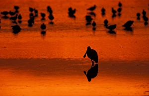 Sanibel, FL Sunset silhouette of a roseate spoonbill, Ajaia ajaja, on the tidal Sanibel, FL Sunset silhouette of a roseate spoonbill, Ajaia ajaja, on the tidal