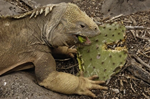 Santa Fe Land Iguana (Conolophus pallidus) Santa Fe Island Galapagos Islands Santa Fe Land Iguana (Conolophus pallidus) Santa Fe Island Galapagos Islands