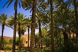 Images Dated 23rd March 2008: Saudi Arabia, Al-Ula date palm trees in the oasis and old houses