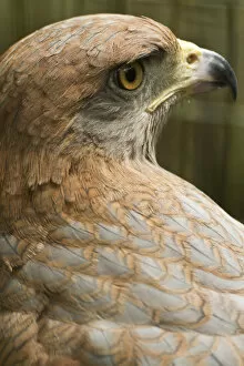 Images Dated 28th October 2010: Savannah hawk, Buteogallus meridionalis, (captive), Anton el Valle, Panama