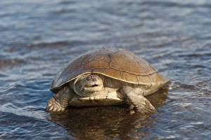 Savannah Side-necked Turtle (Podocnemis vogli) released after being found by fishermen in the river Savannah Side-necked Turtle (Podocnemis vogli) released after being found by fishermen in the river