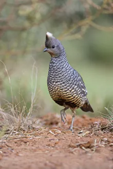 Scaled Quail (Callipepla squamata) feeding in grassland habitat Scaled Quail (Callipepla squamata) feeding in grassland habitat