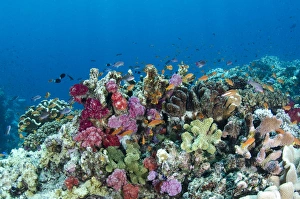 Scalefin Anthias (Pseudanthias squamipinnis) and diverse coral reef, Fiji. , South Pacific Scalefin Anthias (Pseudanthias squamipinnis) and diverse coral reef, Fiji. , South Pacific