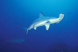 Images Dated 13th January 2004: Scalloped hammerhead sharks (Sphyrna lewini)