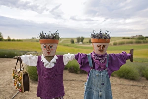 Scarecrows at a lavendar farm in SE Washington Scarecrows at a lavendar farm in SE Washington
