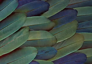 Scarlet and Blue Gold Macaw wing feathers