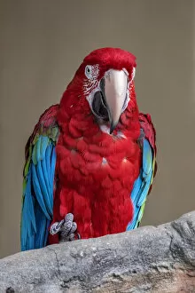 Scarlet Macaw Collection: Scarlet Macaw