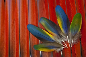 Scarlet Macaw Covert wing feathers overlayed on red Tail Feathers Scarlet Macaw Covert wing feathers overlayed on red Tail Feathers
