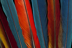 Scarlet, Military, Blue Gold Macaw tail feathers Scarlet, Military, Blue Gold Macaw tail feathers