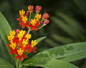 Scarlet milkweed, Asclepias curassavica, butterfly larvae plant, Florida Scarlet milkweed, Asclepias curassavica, butterfly larvae plant, Florida