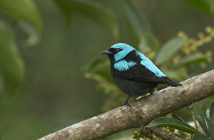 A scarlet-thighed Dacnis, Cacnis venusta, Anton el Valle, Panama A scarlet-thighed Dacnis, Cacnis venusta, Anton el Valle, Panama