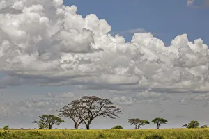 Scattered acacia Trees and distant clouds, Serengeti National Park, Tanzania, Africa Scattered acacia Trees and distant clouds, Serengeti National Park, Tanzania, Africa